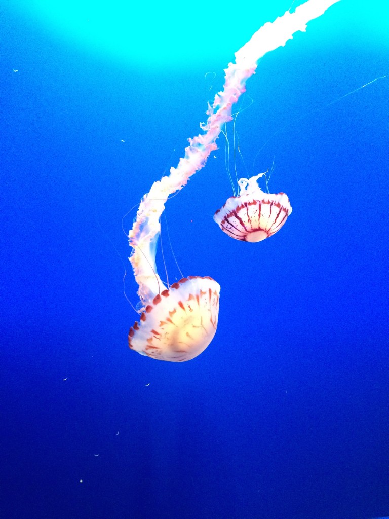 aquarium de Monterey