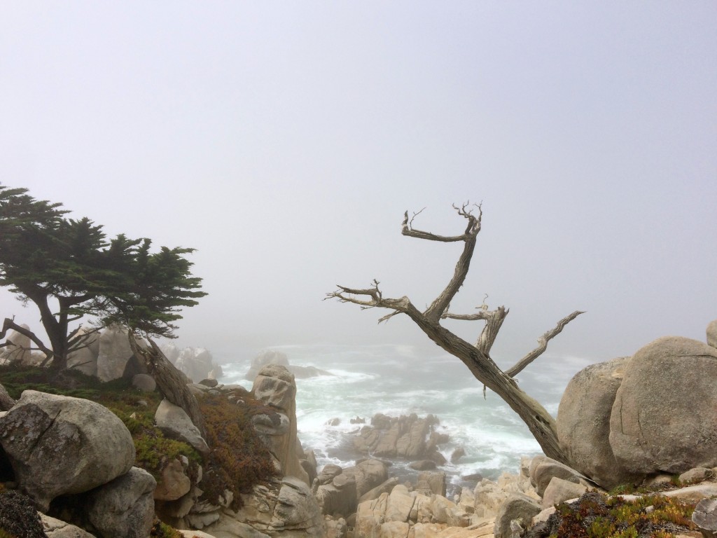 Lone Cypress Point 17 mile Drive - Monterey 