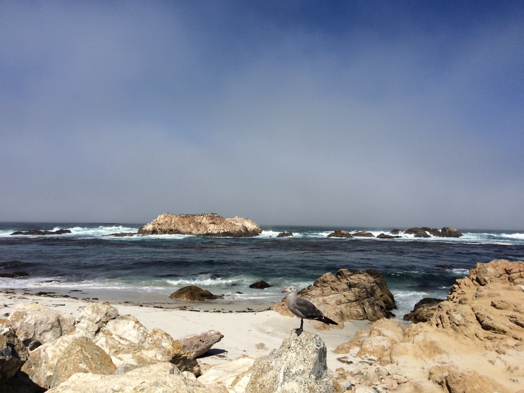 Bird Rock à 17 mile Drive - Monterey 