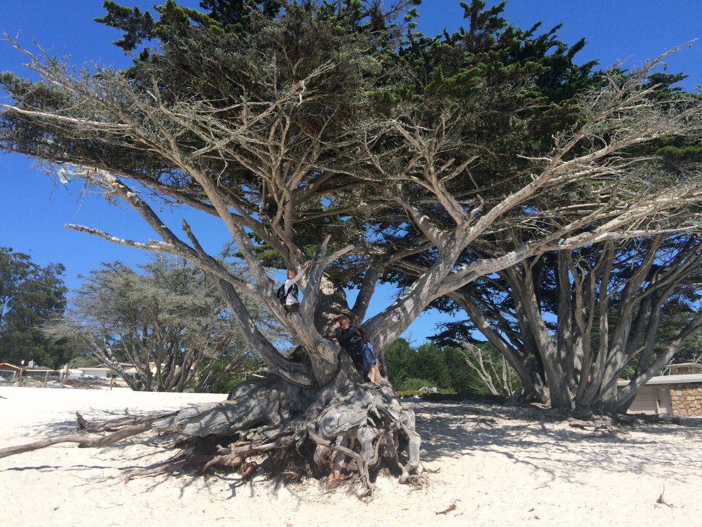 Sur la plage de Carmel en Californie