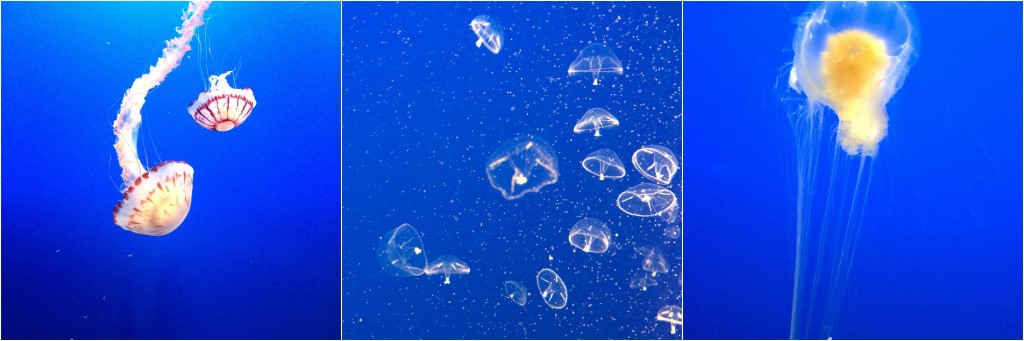 meduses-aquarium-monterey-