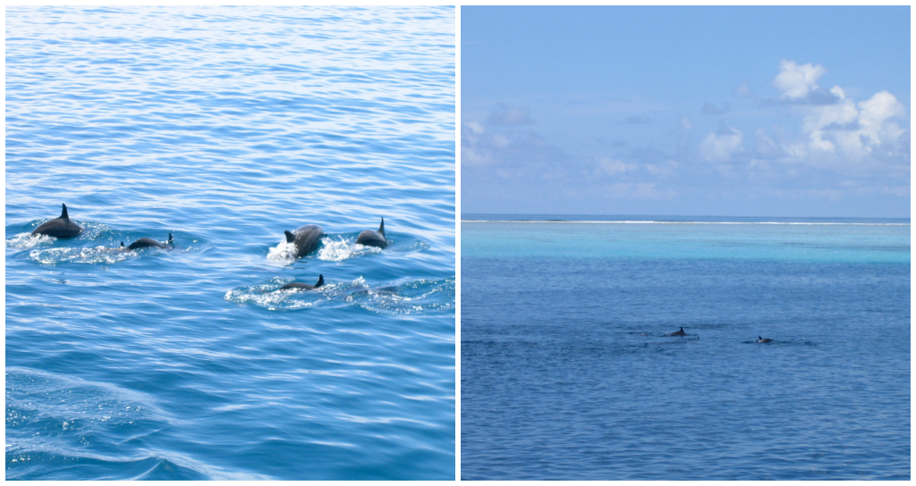 Dauphins - île Velavaru aux Maldives