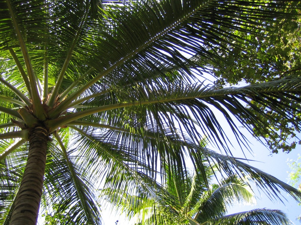 palmier - Velavaru aux Maldives
