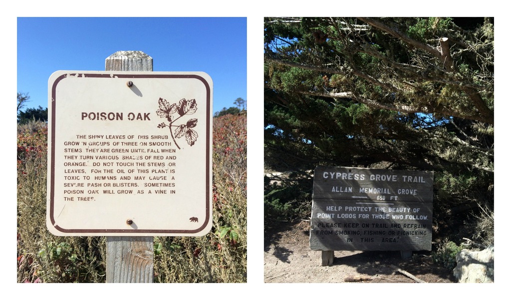Point Lobos State Reserve, le long de la route 1 en Californie