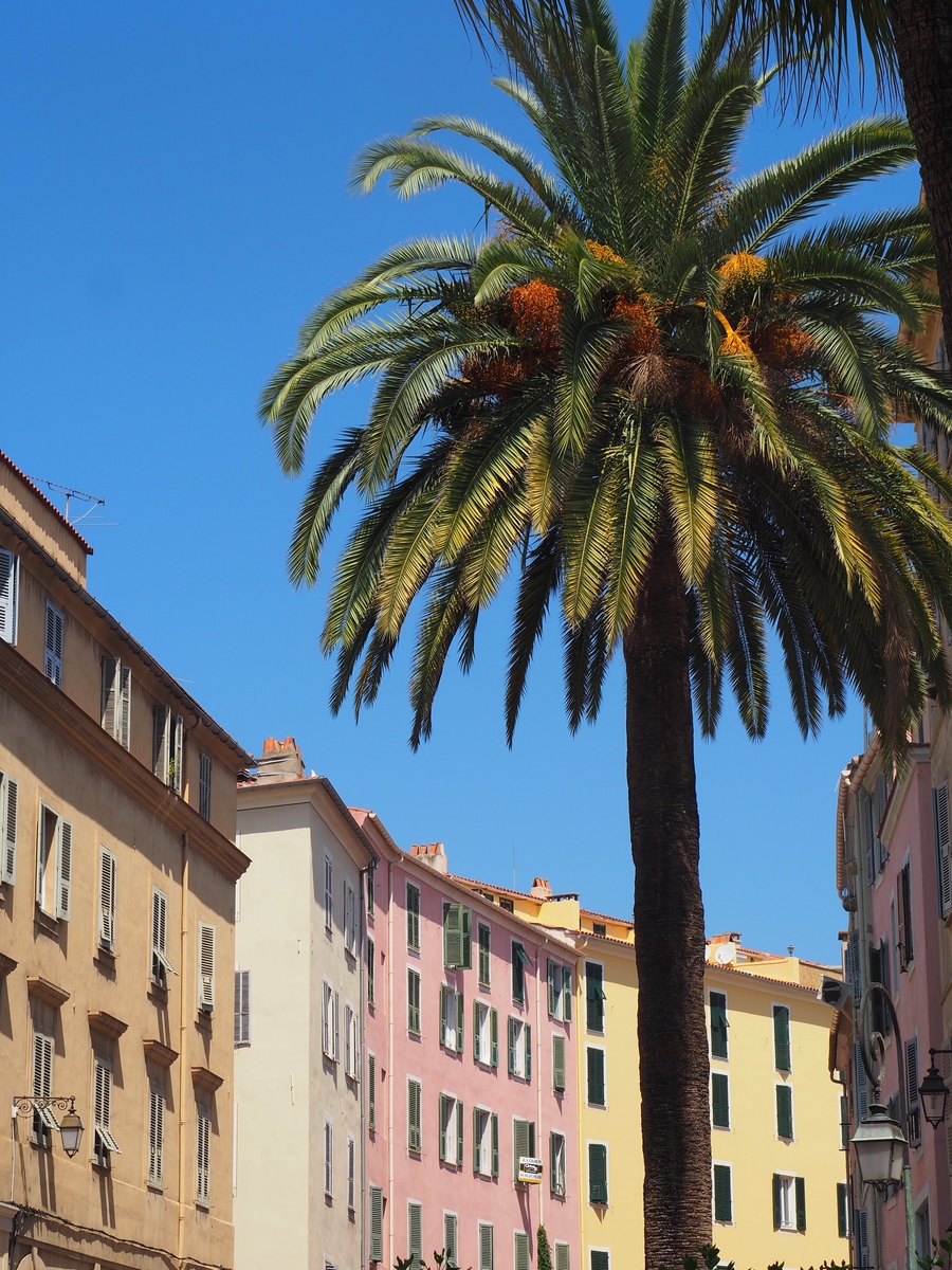 Palmiers et immeubles colorés à Ajaccio en Corse