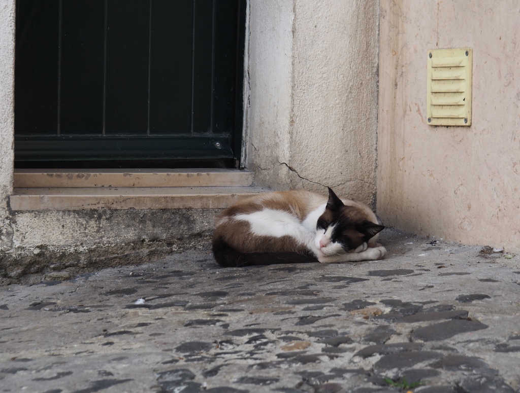 Chat dans les ruelles de l'Alfama à Lisbonne