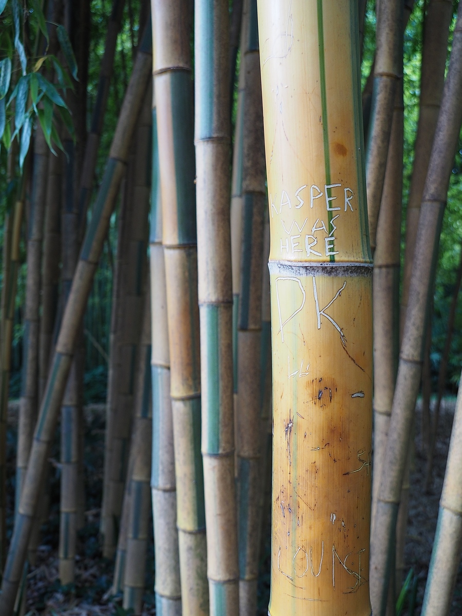 La Bambouseraie à Anduze, variété de bambous