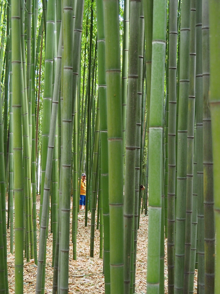 La Bambouseraie à Anduze, variété de bambous