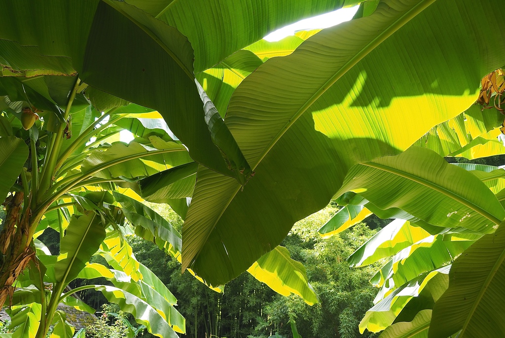 La Bambouseraie à Anduze, feuilles de bananiers
