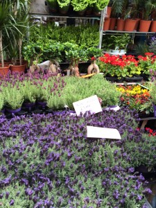 marché aux fleurs à Colombia Road - Londres