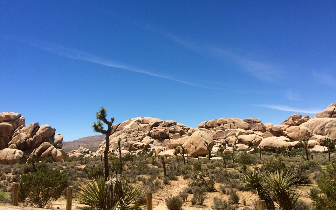 Joshua Tree Park en été, ça vaut le détour ?