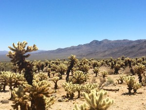 Cholla Cactus à Joshua Tree National Park, Californie