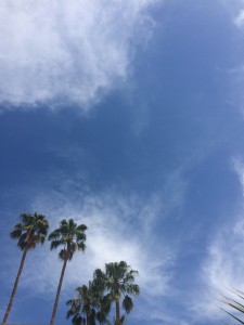 Palmiers de Los Angeles