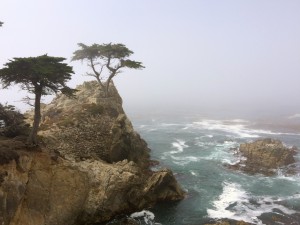 Lone Cypress Point 17 mile Drive - Monterey - Californie