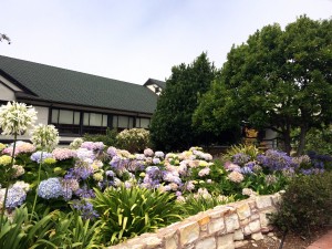 Les jolis hortensias à Carmel en Californie