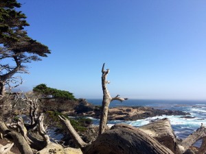 Point Lobos State Park, Californie