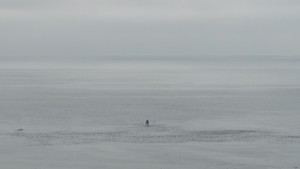 Baleine à Big Sur Californie
