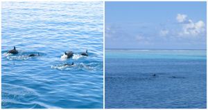 Dauphins - île Velavaru aux Maldives