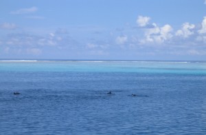 Dauphins au large de l'île de Velavaru aux Maldives