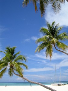 Palmiers sur l'île de Velavaru aux Maldives