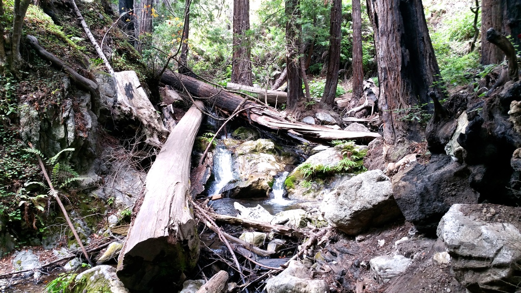 Falls Trail - Limekiln State Park à Big Sur en Californie