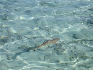 Petit requin pointe noire aux Maldives