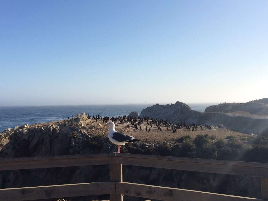 La côte pacifique vue de Point Lobos Natural State Reserve sur la route 1 en Californie et Bird Island