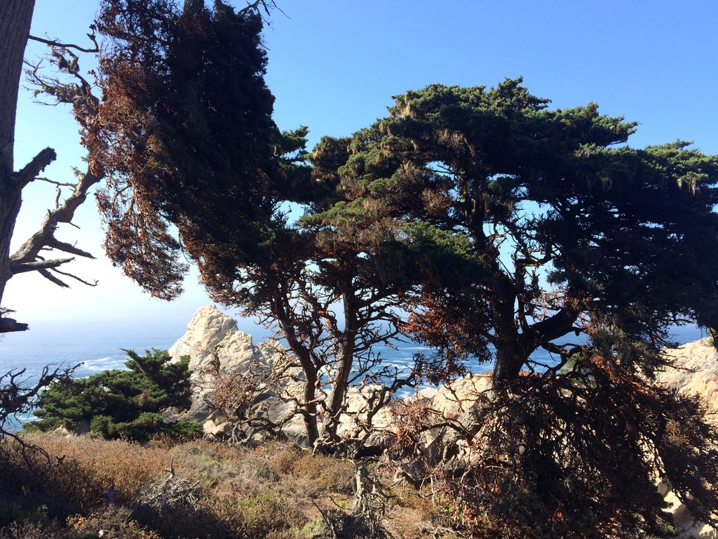 La côte pacifique vue de Point Lobos Natural State Reserve sur la route 1 en Californie et cyprès de Monterey