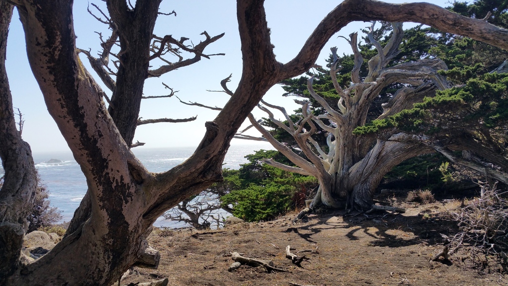 La côte pacifique vue de Point Lobos Natural State Reserve sur la route 1 en Californie et cyprès de Monterey