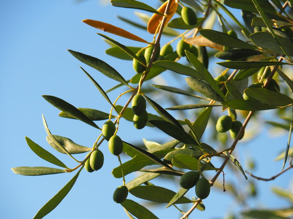 oliviers du jardin à Porticcio