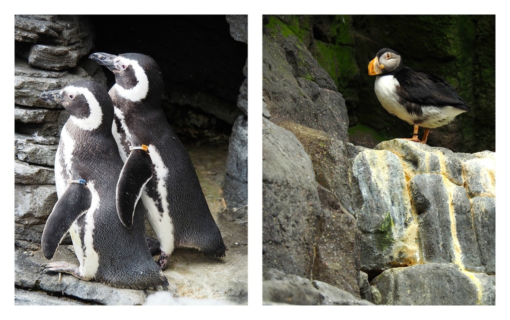 Pingouins et macareux - Océanario - Parc des Nations à Lisbonne