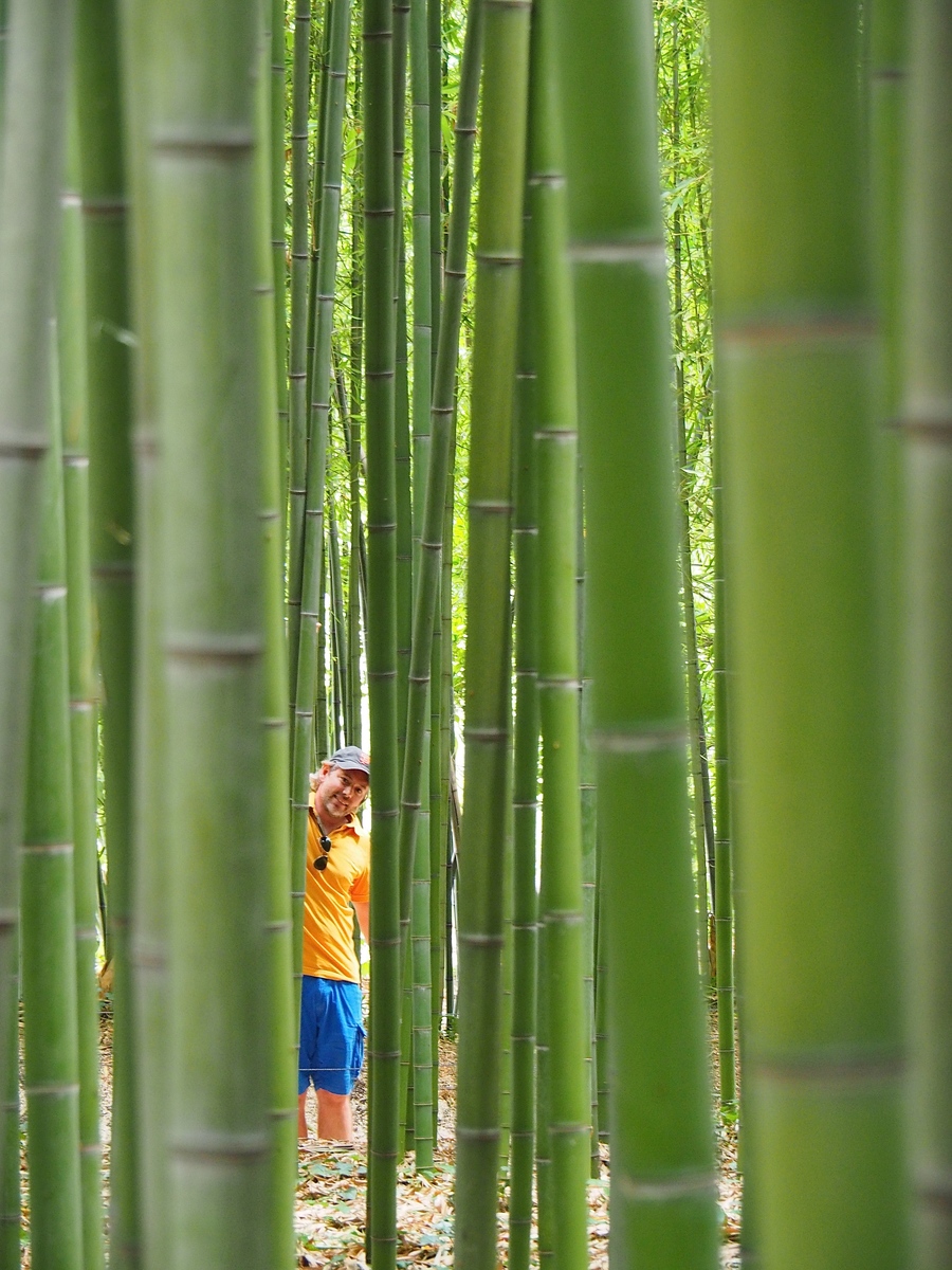 La Bambouseraie en Cévennes, variété de bambous