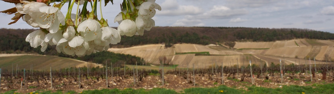 Week-end en Aube en Champagne - visite des vignes - Philippe Fourrier 