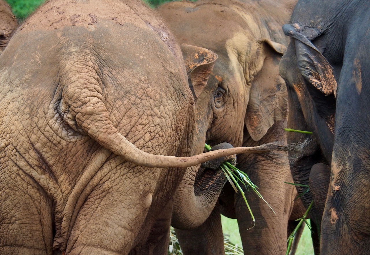 Elephant nature Park à Chiang Mai en Thaïlande, un sanctuaire extra-ordinaire