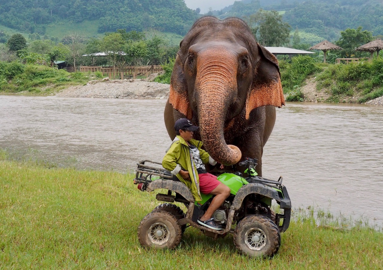 Elephant nature Park à Chiang Mai en Thaïlande, un sanctuaire extra-ordinaire