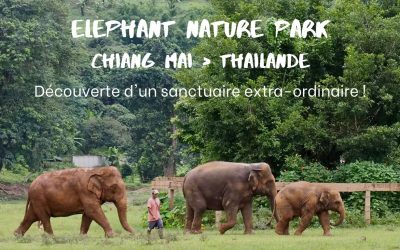 Elephant Nature Park à Chiang Mai : découverte d’un sanctuaire extra-ordinaire !